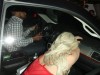 Lady Gaga Keeps Her Head Low As She Arrives At The Chateau Marmont.   - Lady Gaga